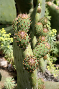 Close-up of prickly pear cactus