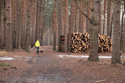 Rear view of man standing on logs in forest