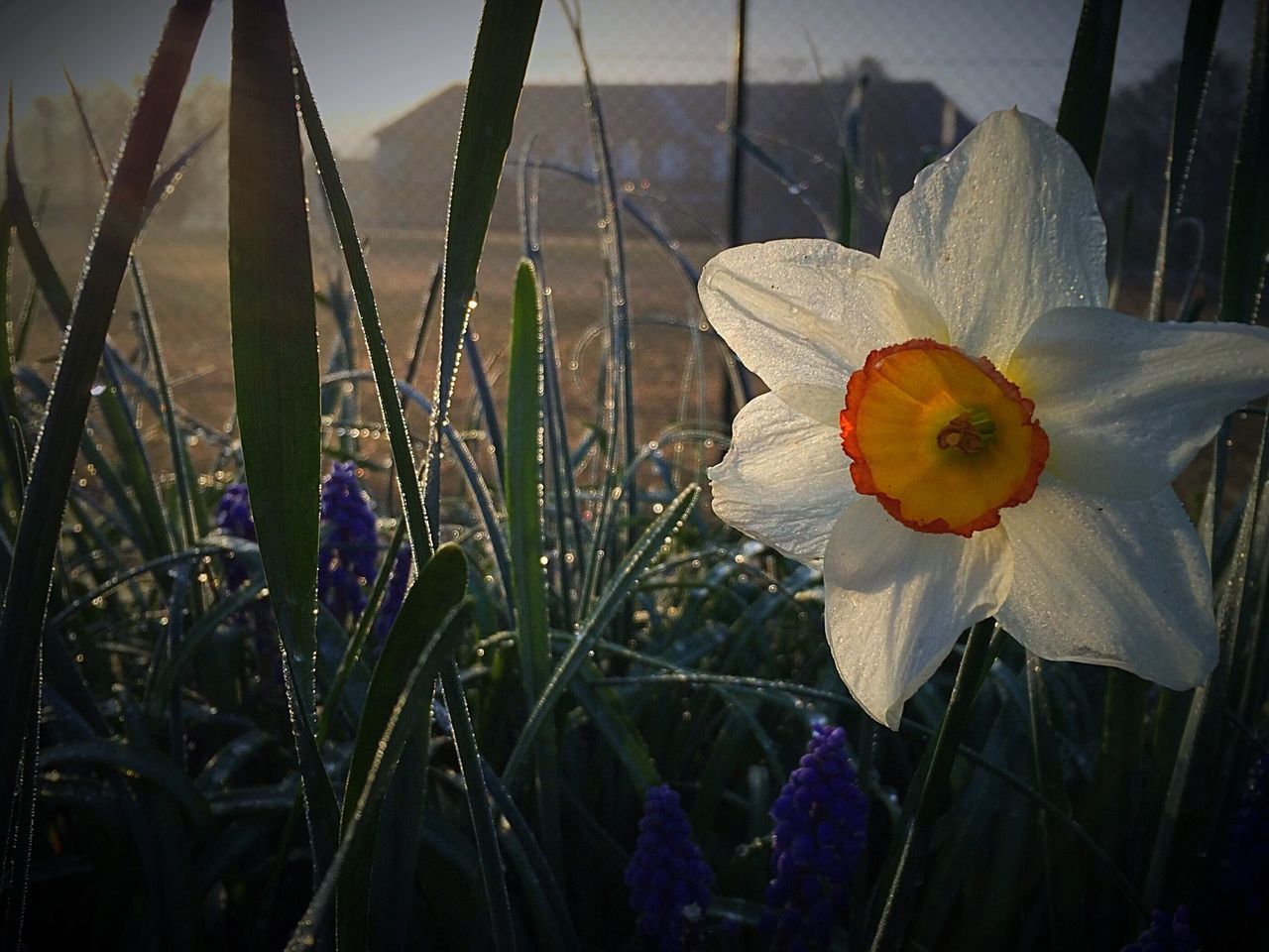 flower, petal, fragility, flower head, freshness, plant, growth, close-up, beauty in nature, blooming, nature, single flower, stem, field, focus on foreground, in bloom, pollen, day, no people, grass