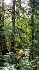 Trees growing in forest