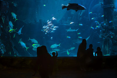 Group of fish in aquarium