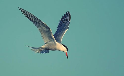 Low angle view of seagull flying in sky