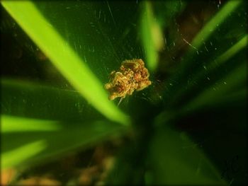 Close-up of plant