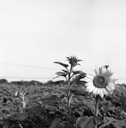 Plant growing on field