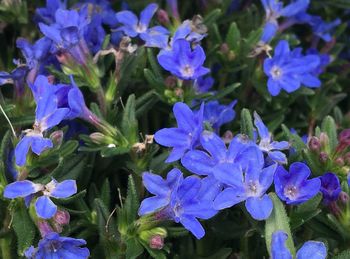 Close-up of purple flowers