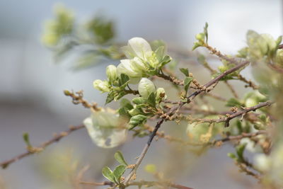Close-up of flowering plant