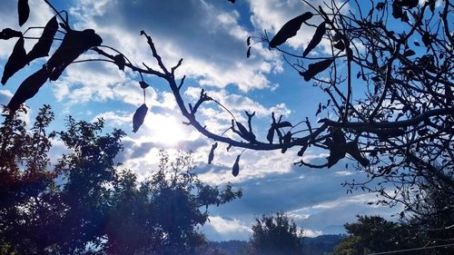 Low angle view of trees against sky