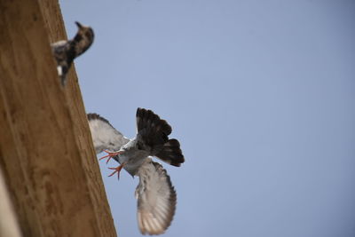 Low angle view of bird flying