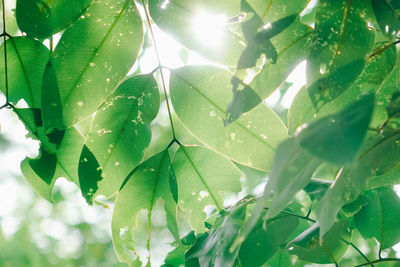 Low angle view of sunlight streaming through tree