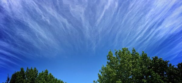 Low angle view of trees against blue sky