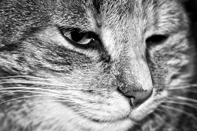 Close-up portrait of cat