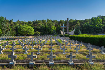 Plants growing in cemetery against clear sky