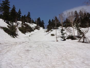 Snow covered land and trees against sky