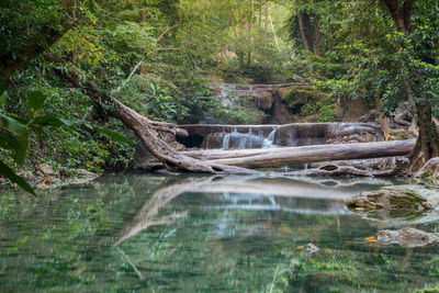 Scenic view of waterfall in forest