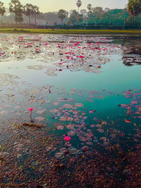 Water lilies floating on lake