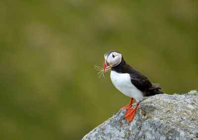 Close-up of bird perching on rock