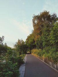 Road amidst trees against sky