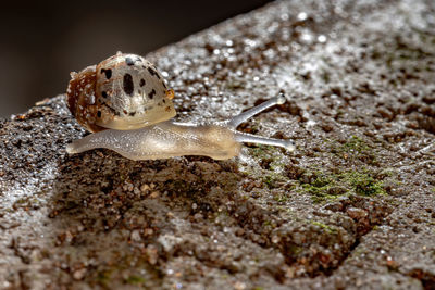 Close-up of snail