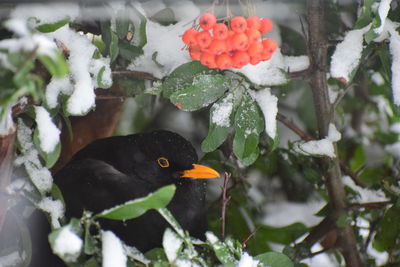 Close-up of a bird on snow covered plants