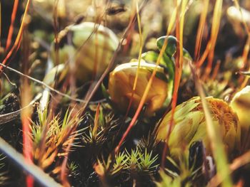 Close-up of plants growing on field