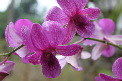 Close-up of pink flowers