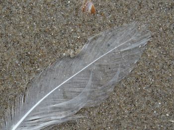High angle view of starfish on sand
