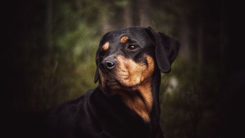 Close-up of dog