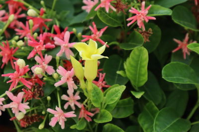 Close-up of flowering plants