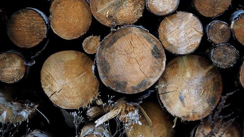 Full frame shot of logs in forest