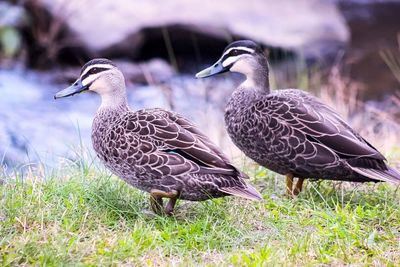 Mallard duck on field