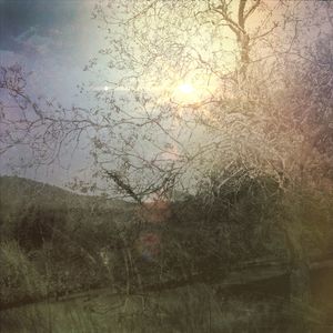 Sun shining through trees