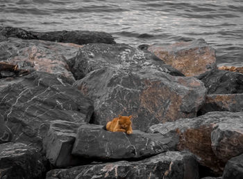 High angle view of a cat on rock