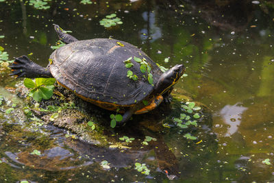 Relaxing turtle