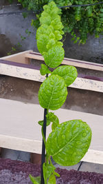 Close-up high angle view of plant