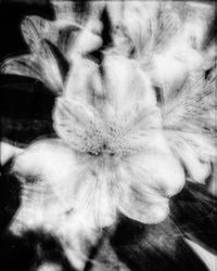 Close-up of flower
