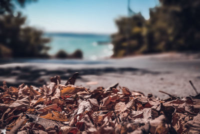 Close-up of dried leaves on beach