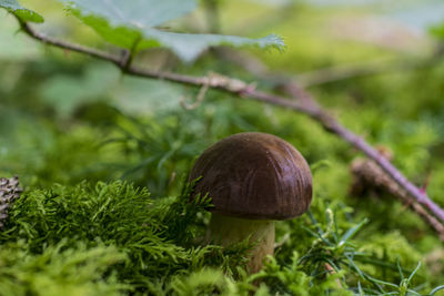 Close-up of plant against blurred background