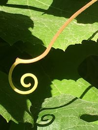 Close-up of green leaf