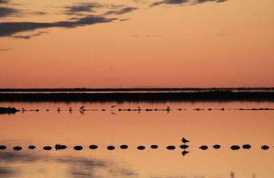 Birds flying over lake against sky during sunset