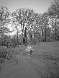 Bare trees on landscape