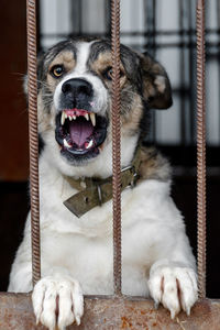 Angry mongrel dog in a cage at an animal shelter. portrait of an angry dog barking into the camera 