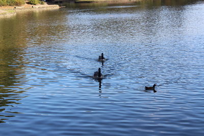 High angle view of swans swimming on lake