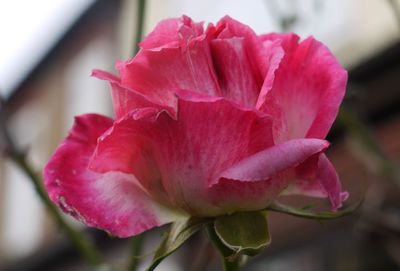 Close-up of pink rose blooming outdoors