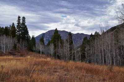 Slate canyon hiking fall leaves mountains, y trail, provo peak, slide canyon, wasatch, utah, usa