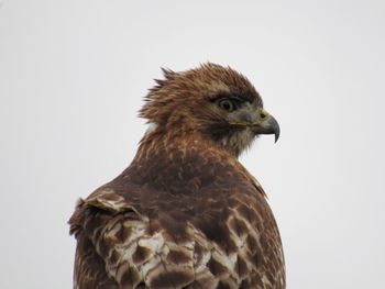 Close-up of hawk against clear sky