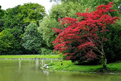 Trees by lake against sky