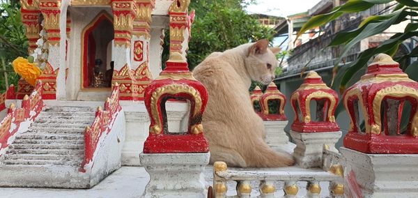 Cat statue outside temple against building