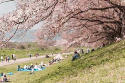 High angle view of cherry blossom trees in park