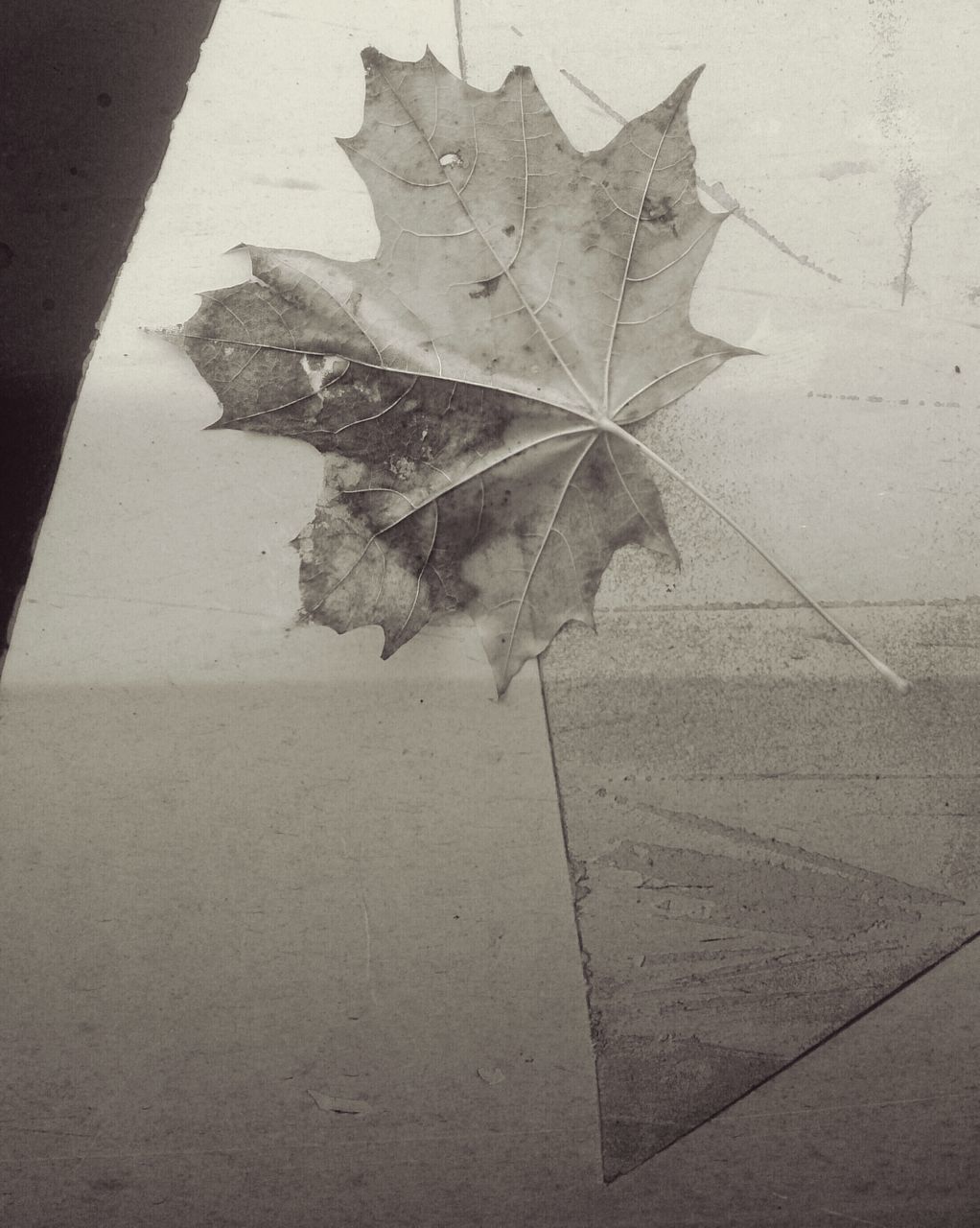 HIGH ANGLE VIEW OF DRY MAPLE LEAF ON FOOTPATH