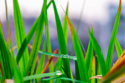 Close-up of wet grass